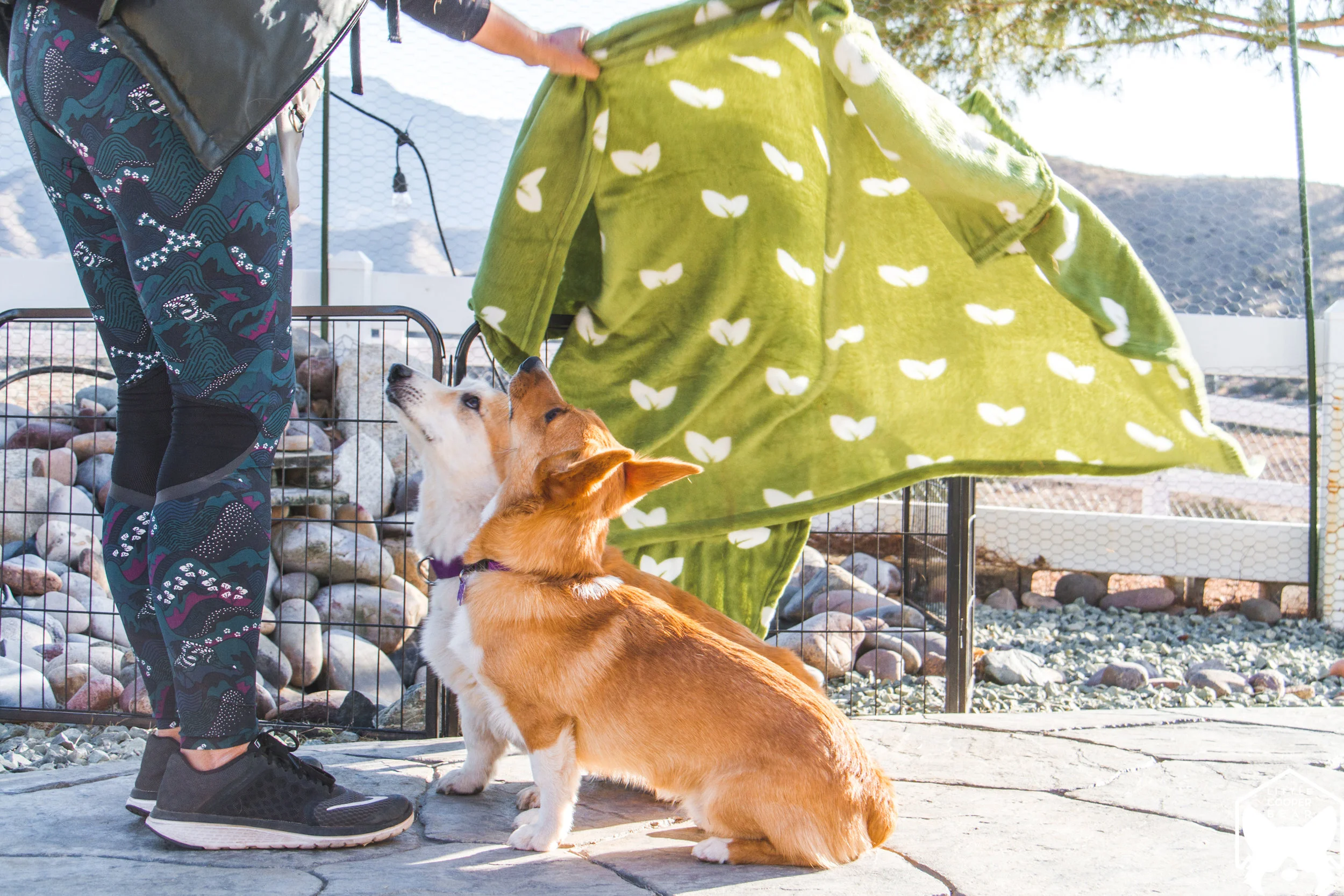 Volunteer Arlene with Chedder and Cowboy.jpg