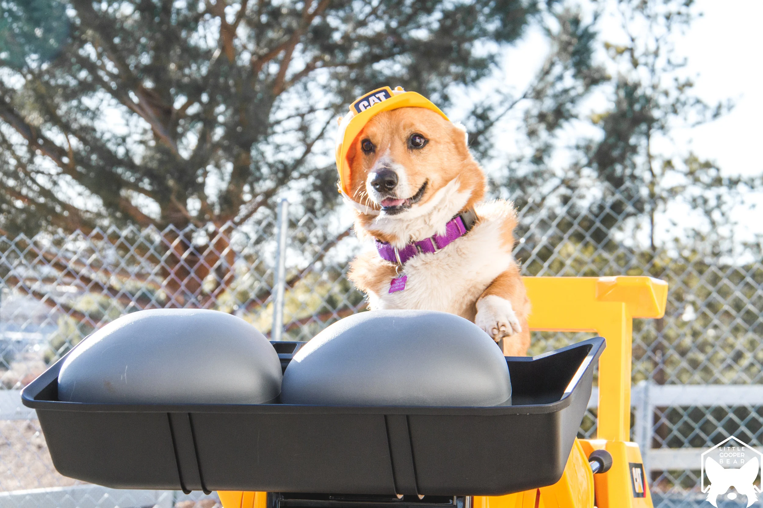 Responsible Dog Ownership