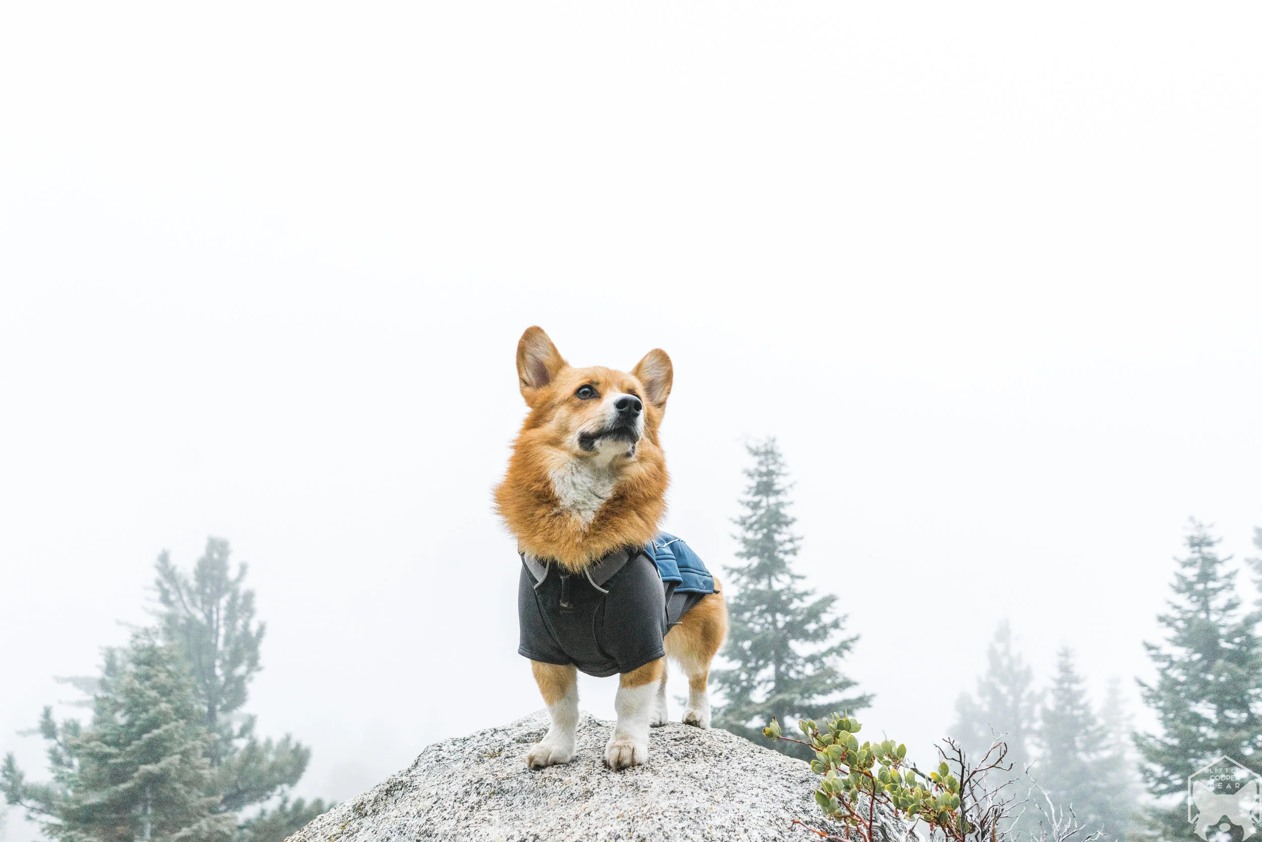 Found a little bear in the woods.