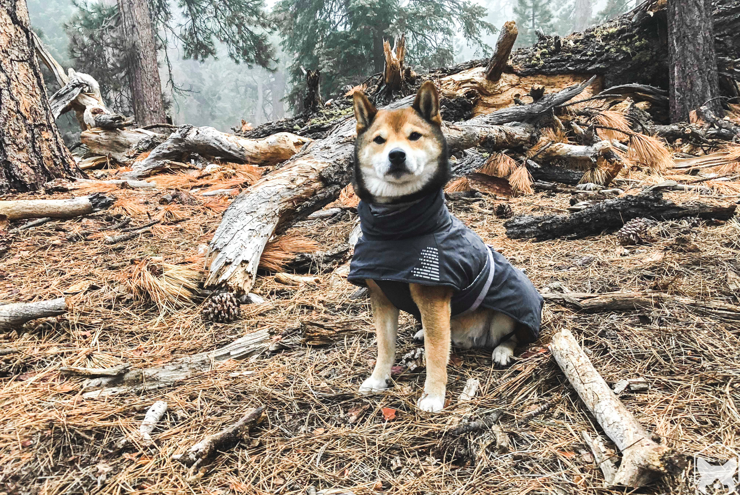 Nacho blended in with his surroundings.