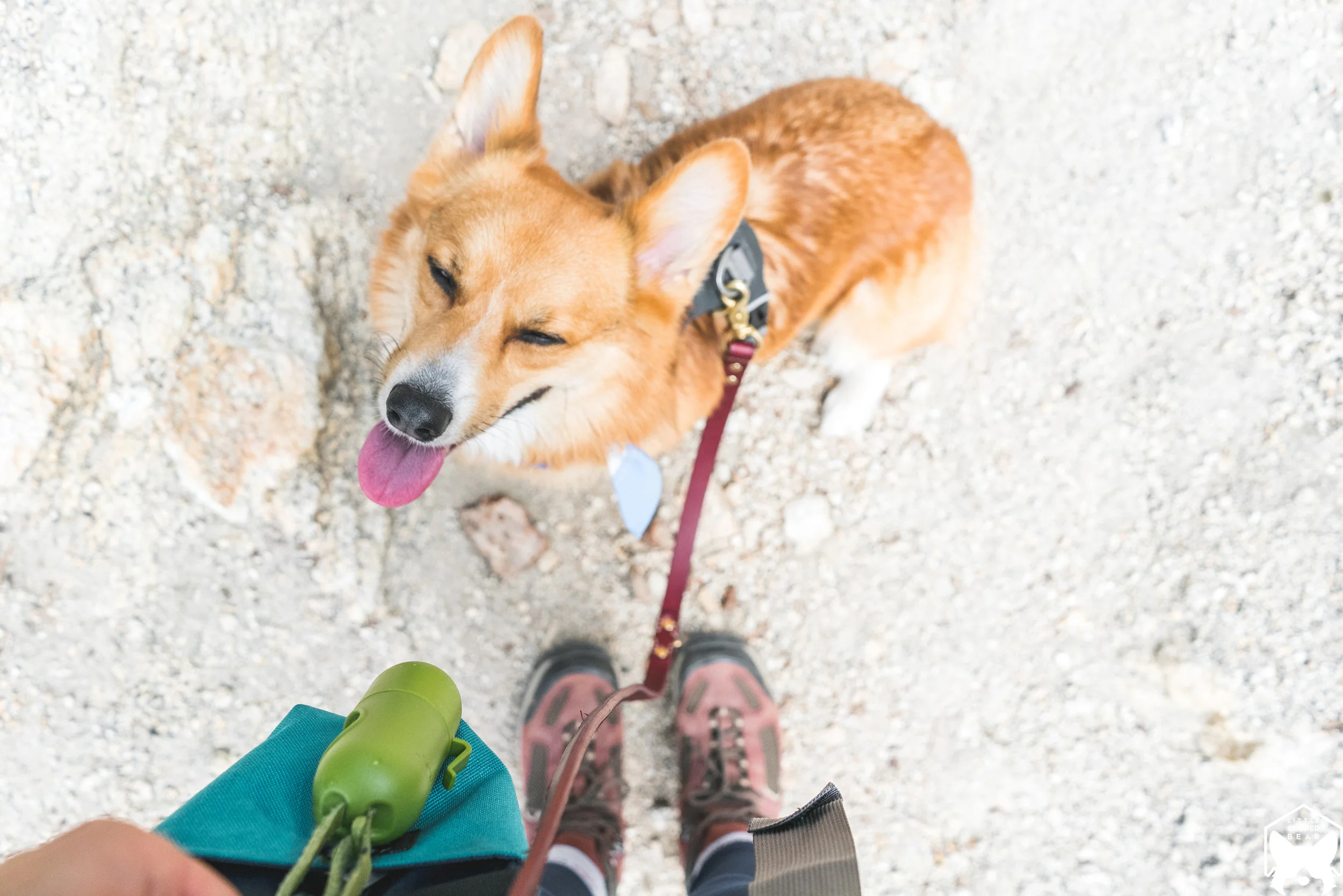 A happy Cooper 1 mile in with Earth Rated® compostable bags (they're vegetable-based alternative to the green-colored bags) and a bag of trail treats.
