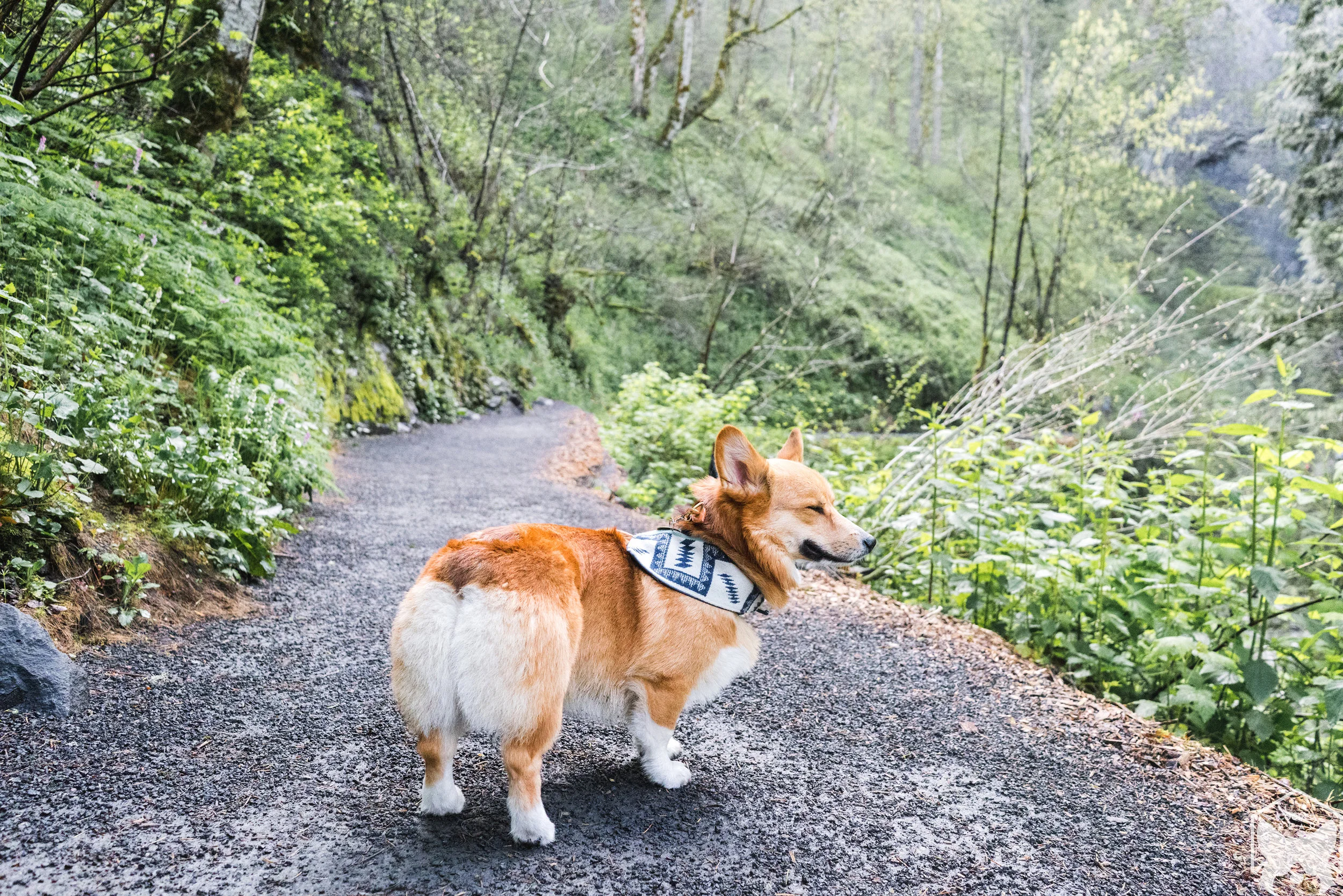 Trail to Latourell Falls.