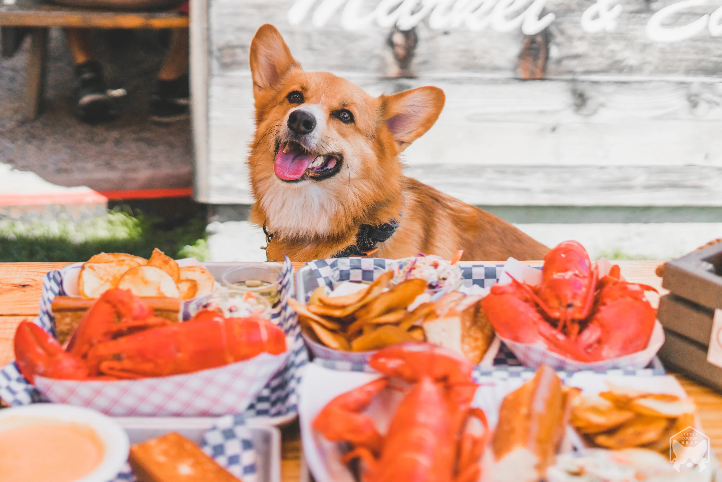 Top 7 Dog-Friendly Restaurants || San Francisco