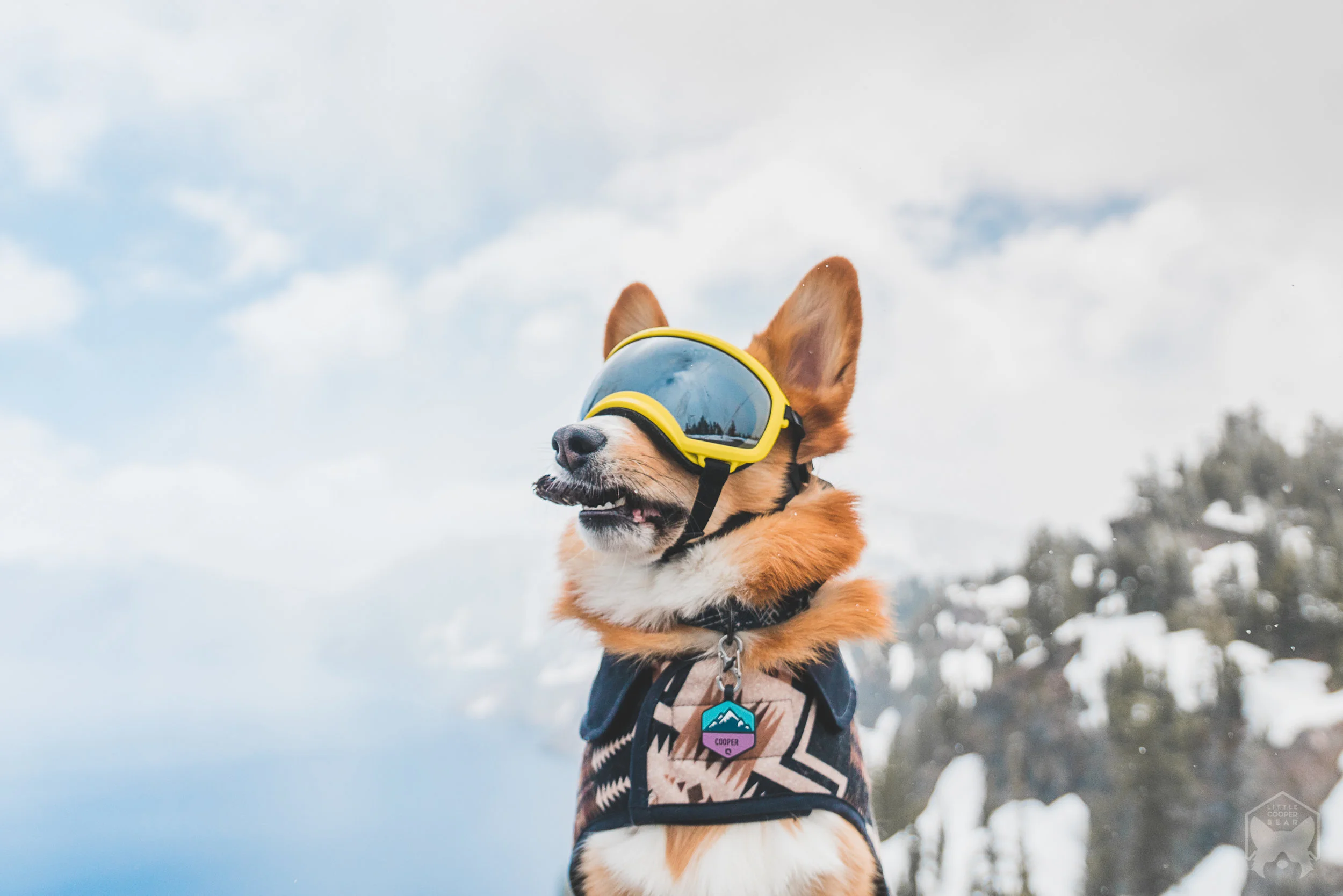 Goggles: RexSpecs Medium , Coat: Pendleton, Dog Tag: Qalo , Dog Collar: HelloShibe