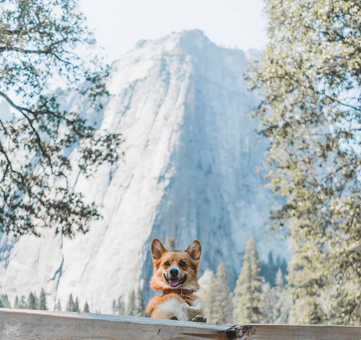 Not all bread are corgis but all corgis are bread. #thanksforcomingtomytedtalk
.
It's been so long since we last went to Yosemite, more than a year ago. We had plans for visiting the Eastern Sierra in October but will cancel that until further notice