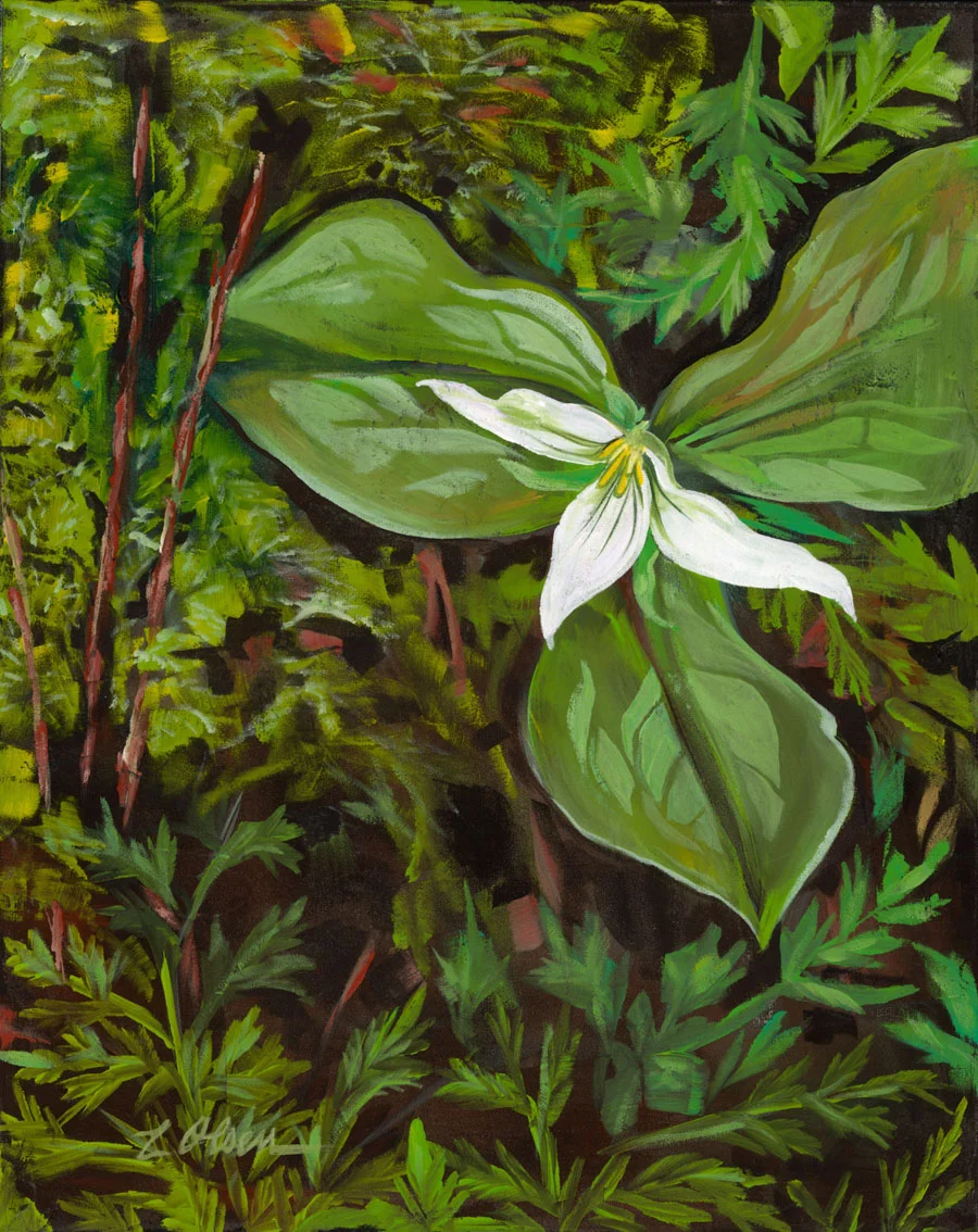 Christine's Trillium