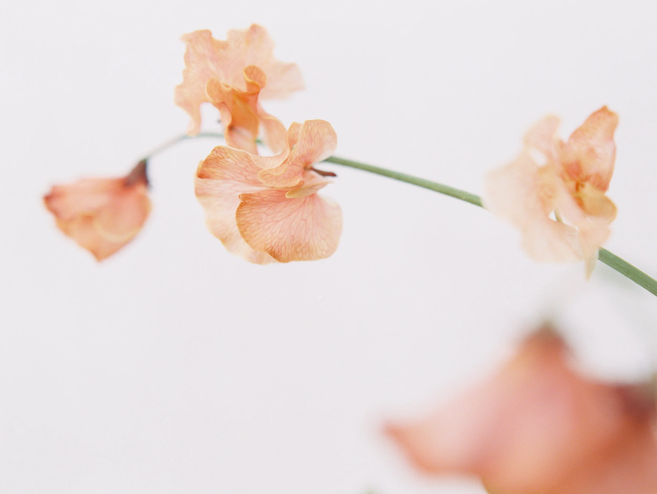ASEVERPHOTOGRAPHY_SALT-54.jpg