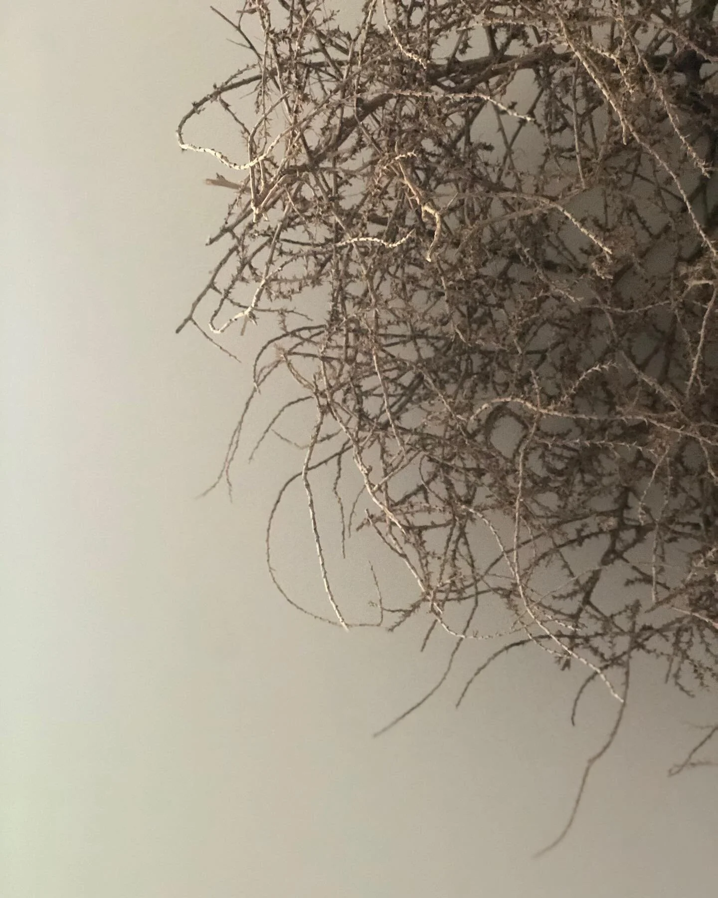 I know she looks like she’s just a tumbleweed. But she’s more than that. She feels like a symbol of who I am. A reminder when I forget. She’s been with me as we’ve moved and adjusted and learned. She’s the first thing to