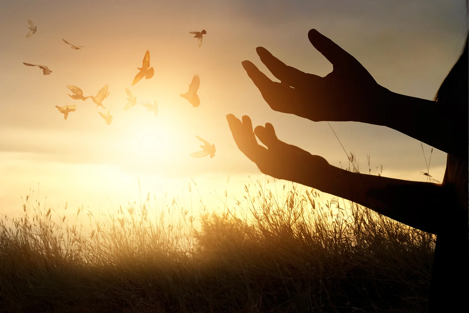 Embodied Wellness-Biodynamic Craniosacral Therapy