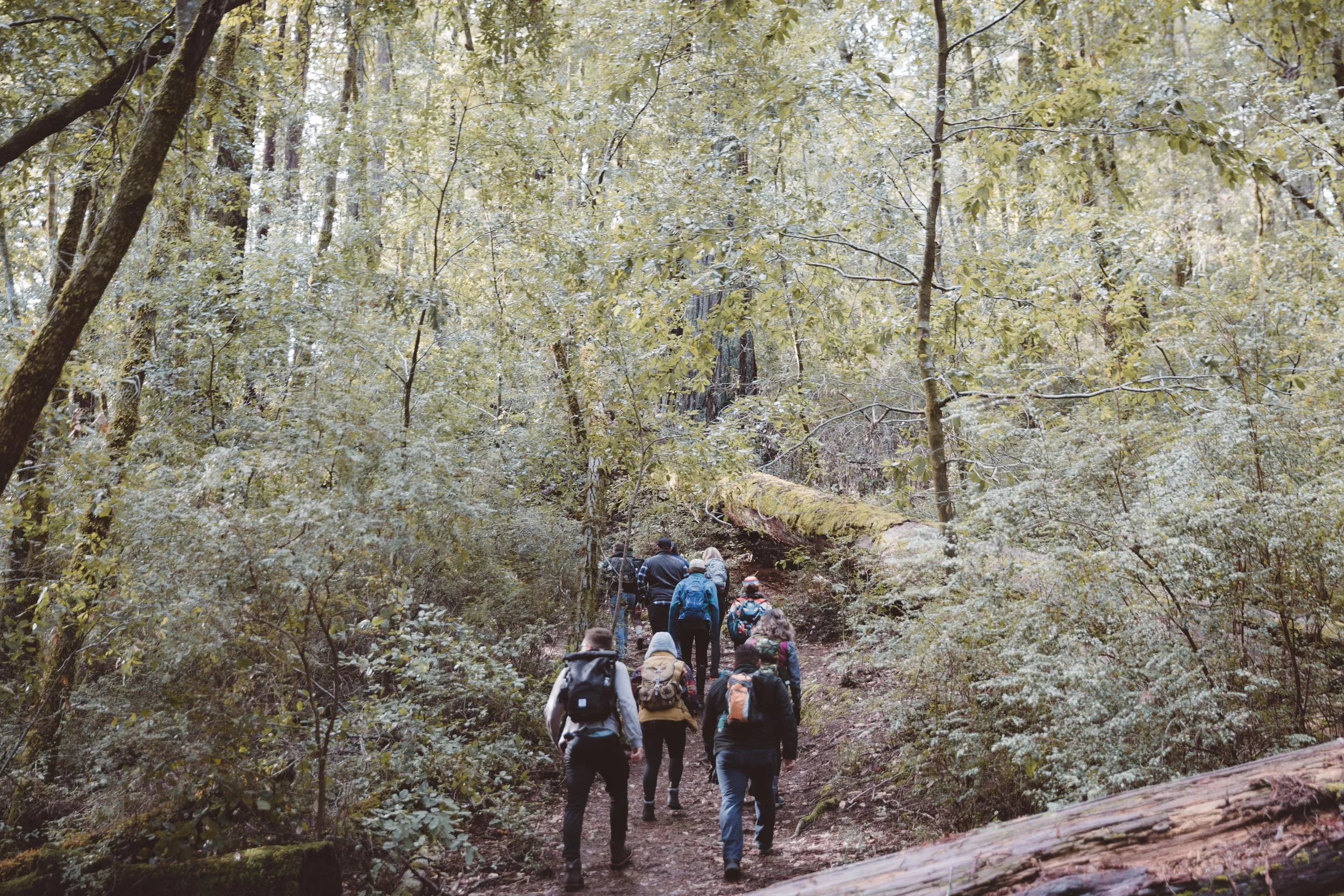 big-basin-skyline-to-the-sea-trail-hike-and-shoot-2.jpg