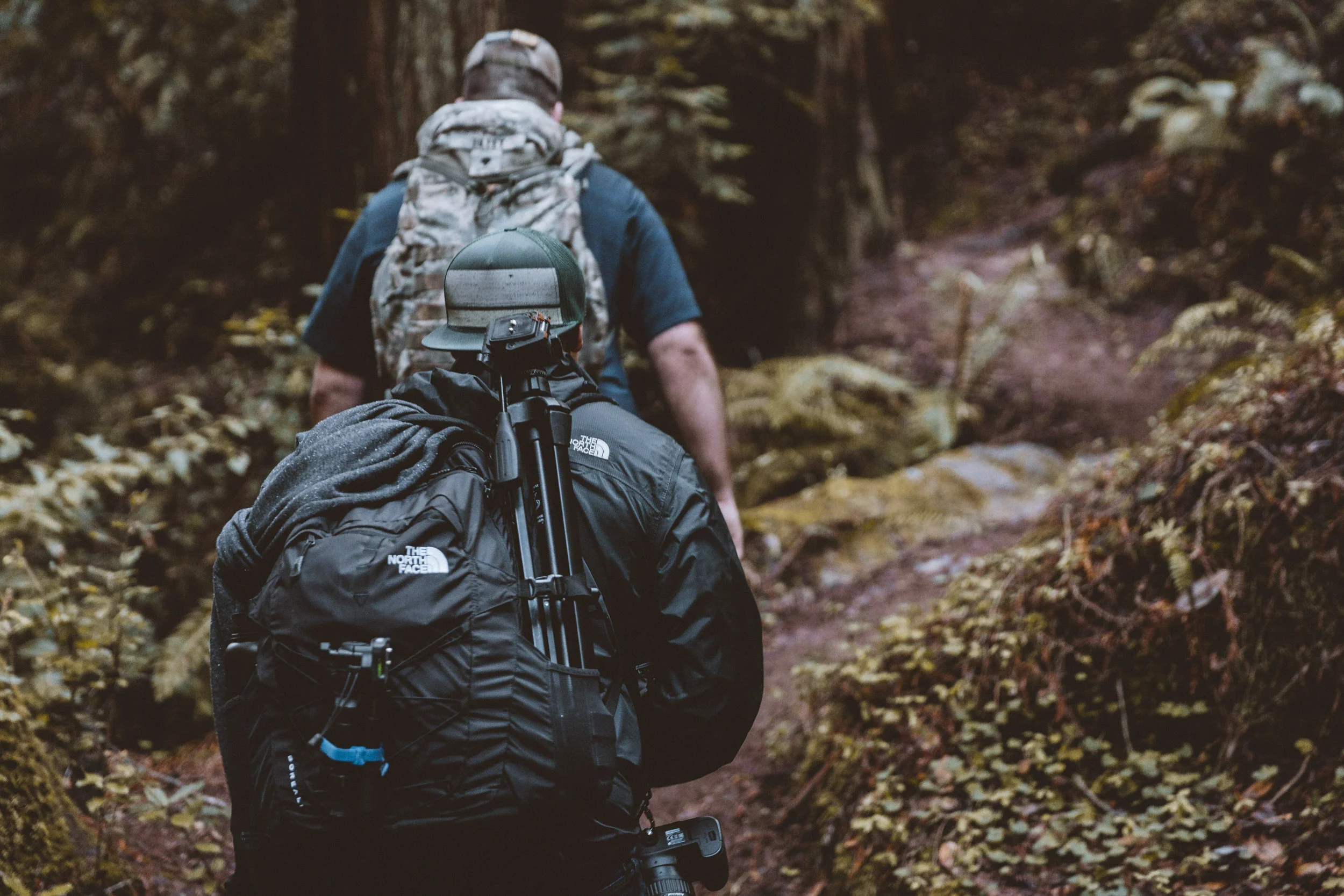 big-basin-trail-hike-and-shoot-1.jpg