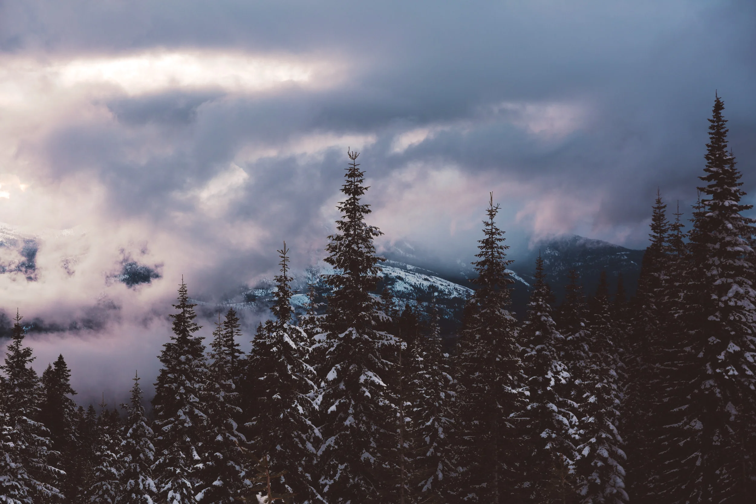 shasta-adventure-trees-hike-and-shoot-1.jpg