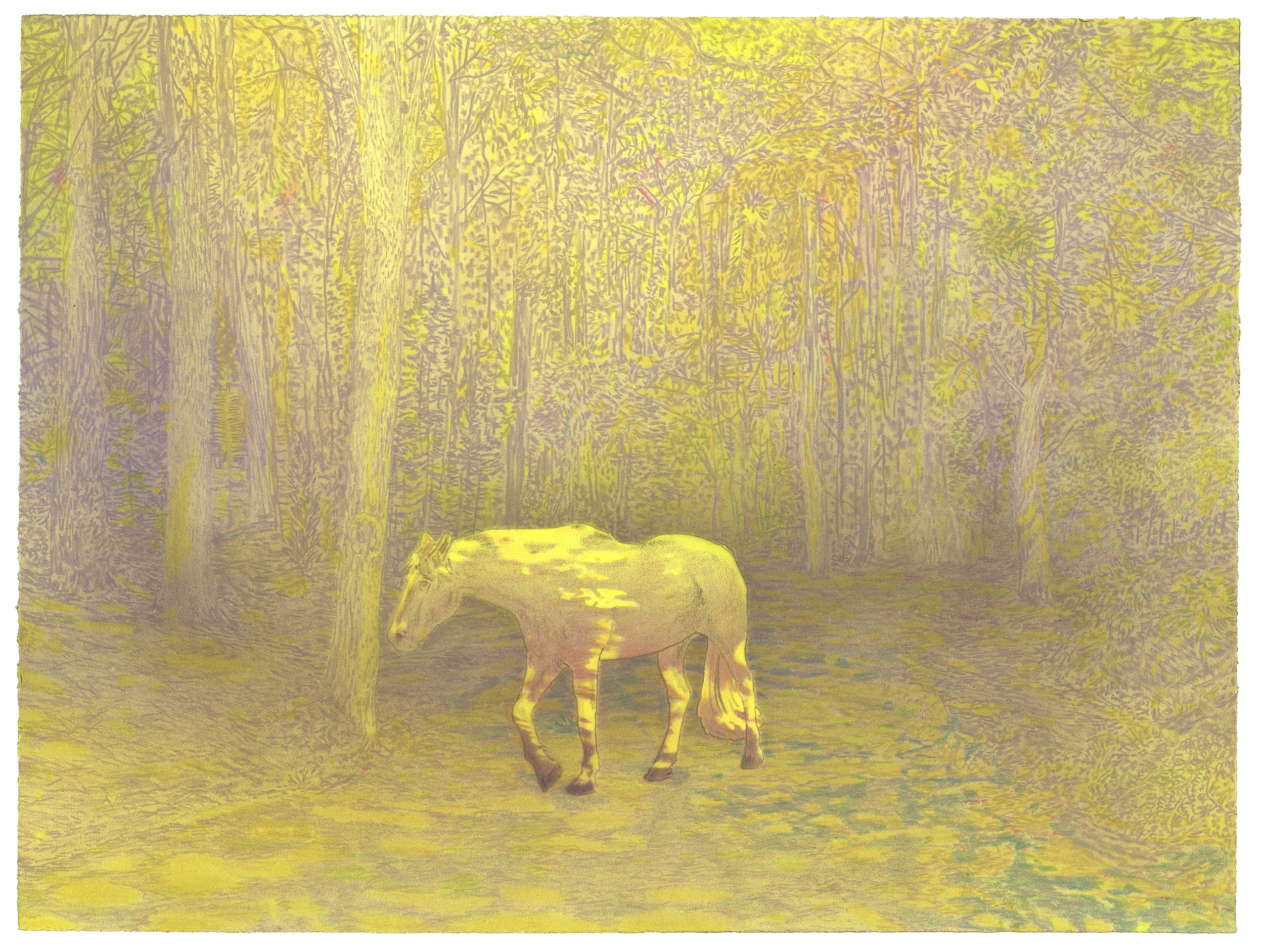 forest-horse(finding_the_light)300sm.JPEG