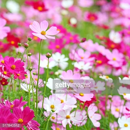 Photo by isarescheewin/iStock / Getty Images