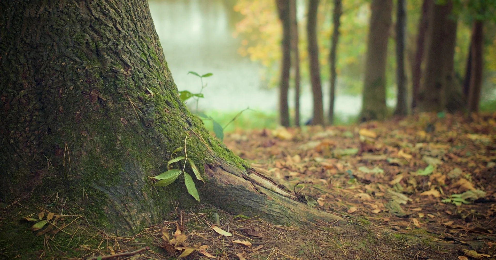 tree-trunk-569275_1920.jpg