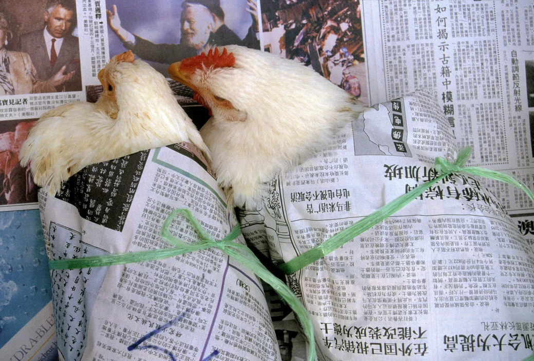 Wrapped chickens Gueorgui Pinkhassov.jpg