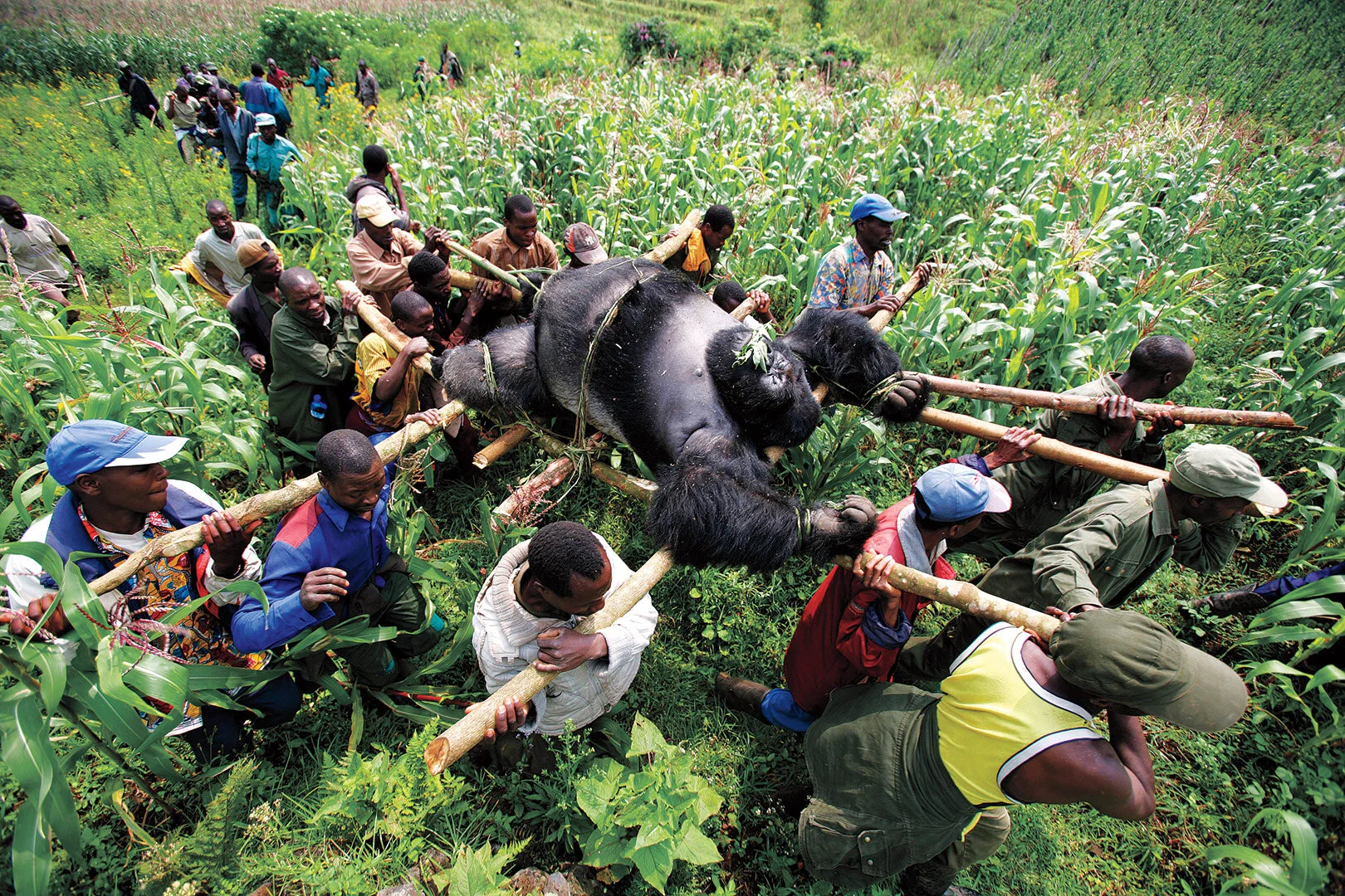 1. Brent Stirton, info, 10:4:19 last.jpg