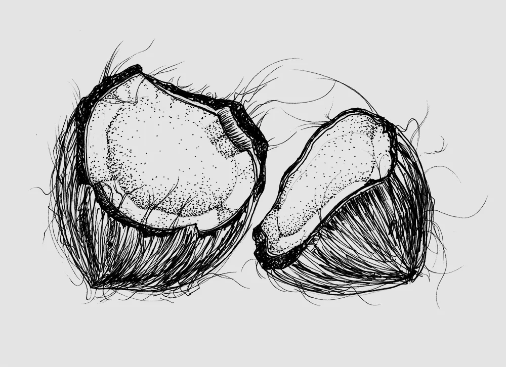 coconut_open.jpg