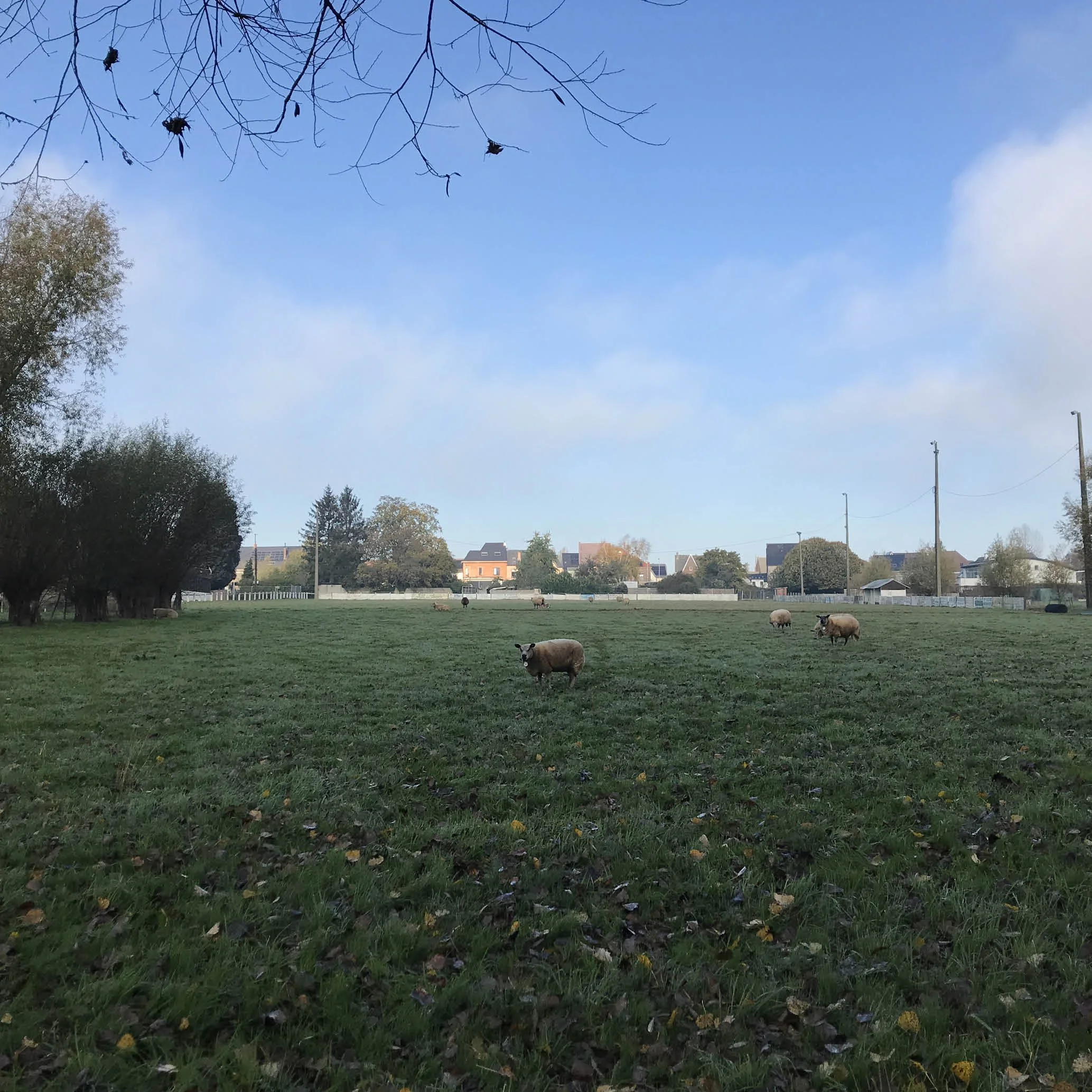 STW0047-HERZELE-Stekelbos-web2.jpg