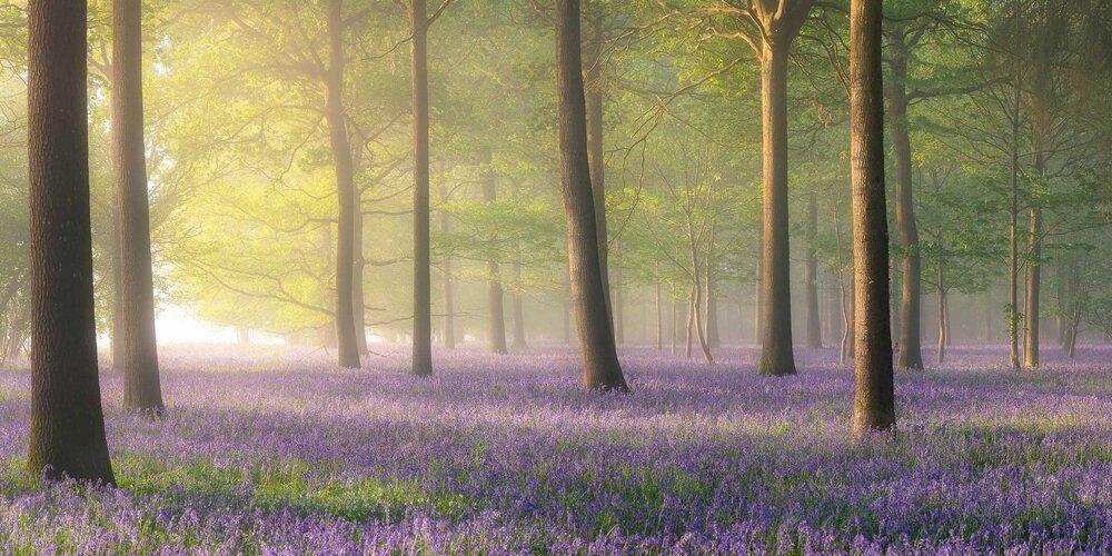 Bluebell Woods Dream | Dorset Landscape Photography (Copy)