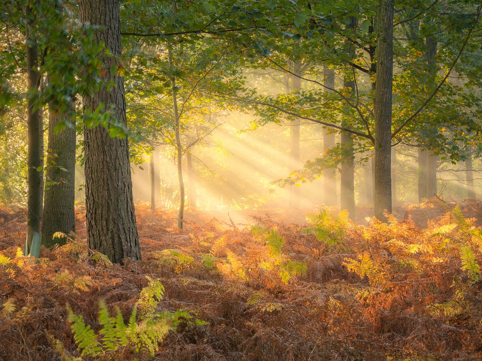 Lost in an Autumn Wonderland - Dorset Woodland (Copy)