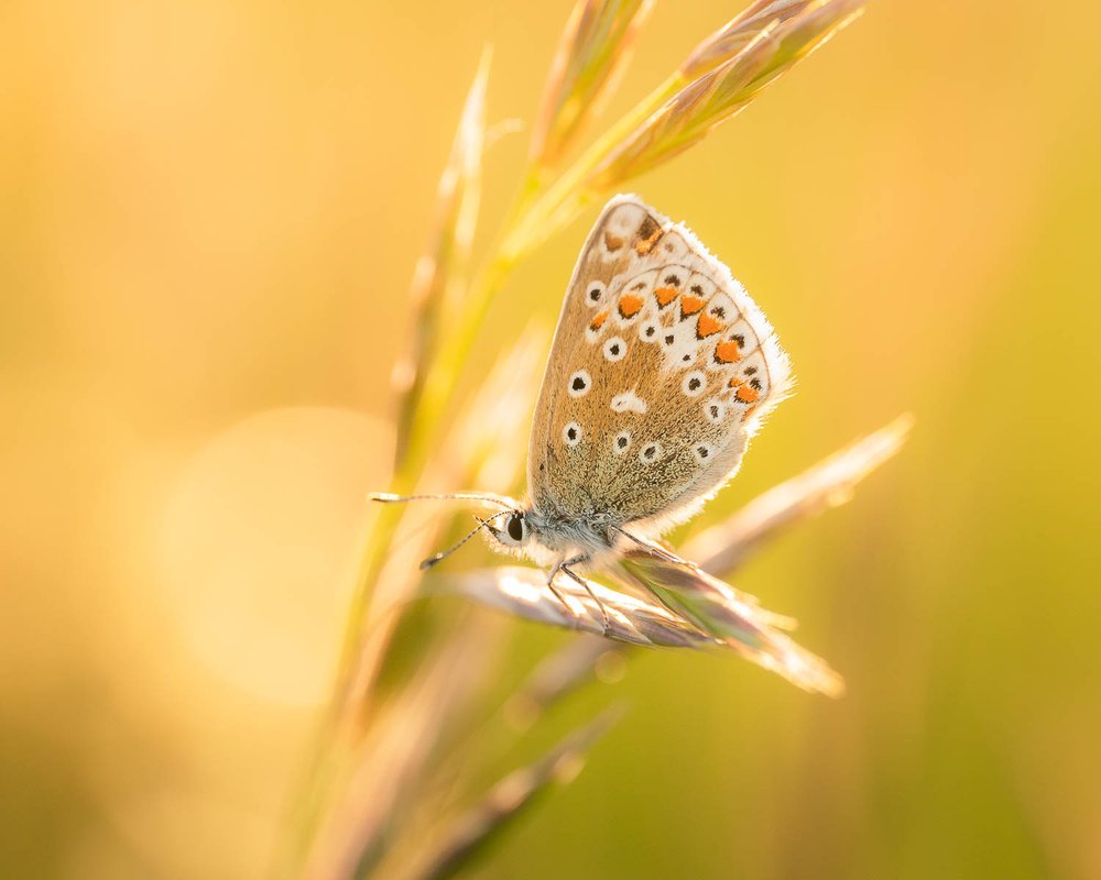 Sunset with The Common Blue - Dorset (Copy)