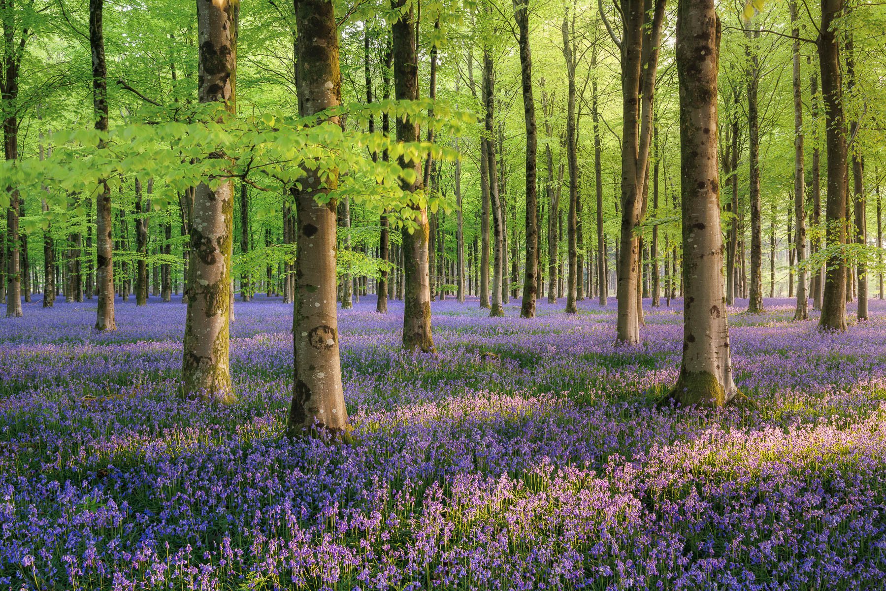 Discover Dorset Spring (1st 3rd May 2024) Landscape