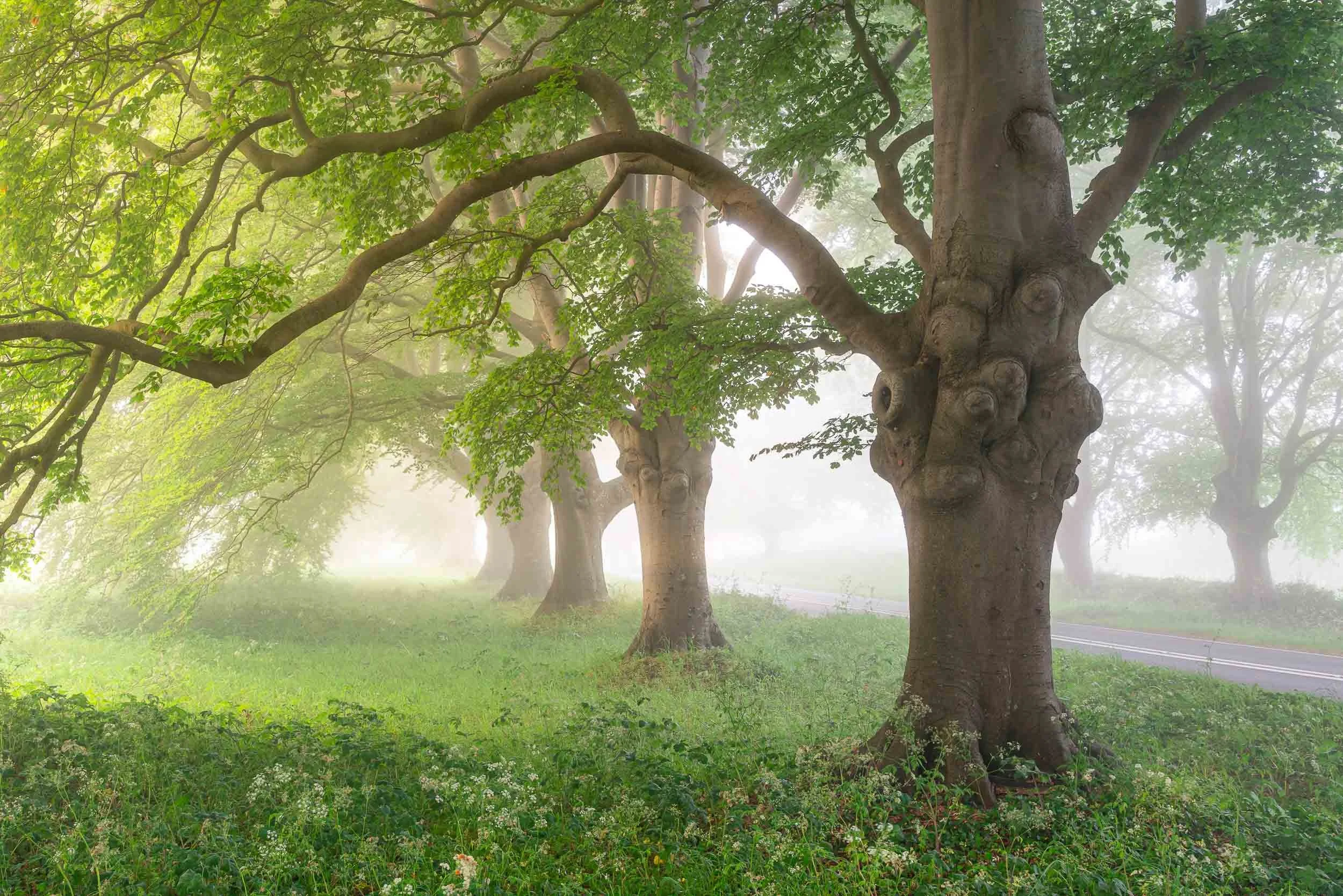 Jack Lodge Photography-Spring-2.jpg