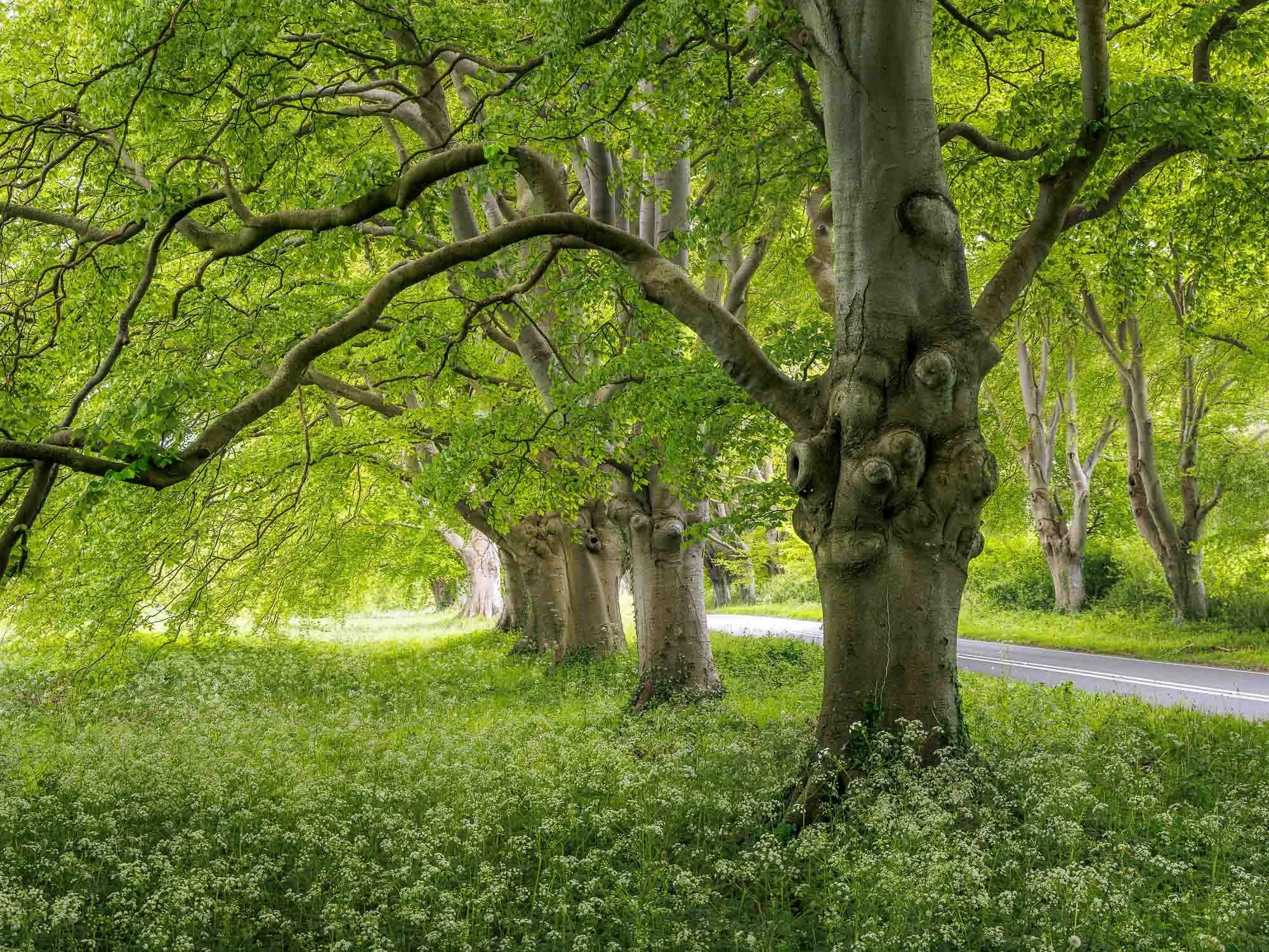 Jack Lodge Photography-Latest-_JL_5963-Enhanced-NR-Edit.jpg
