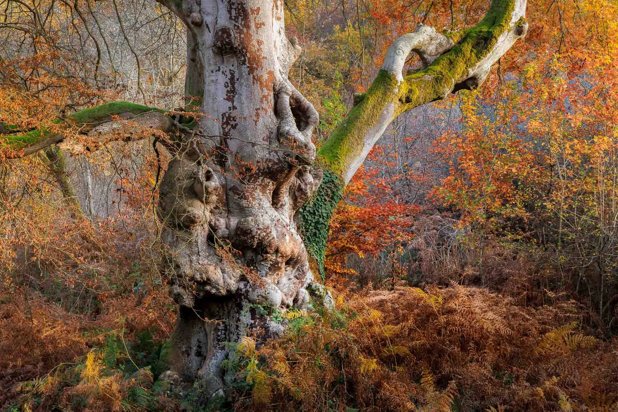 Jack Lodge Photography-Latest-_JL_5353-Edit.jpg