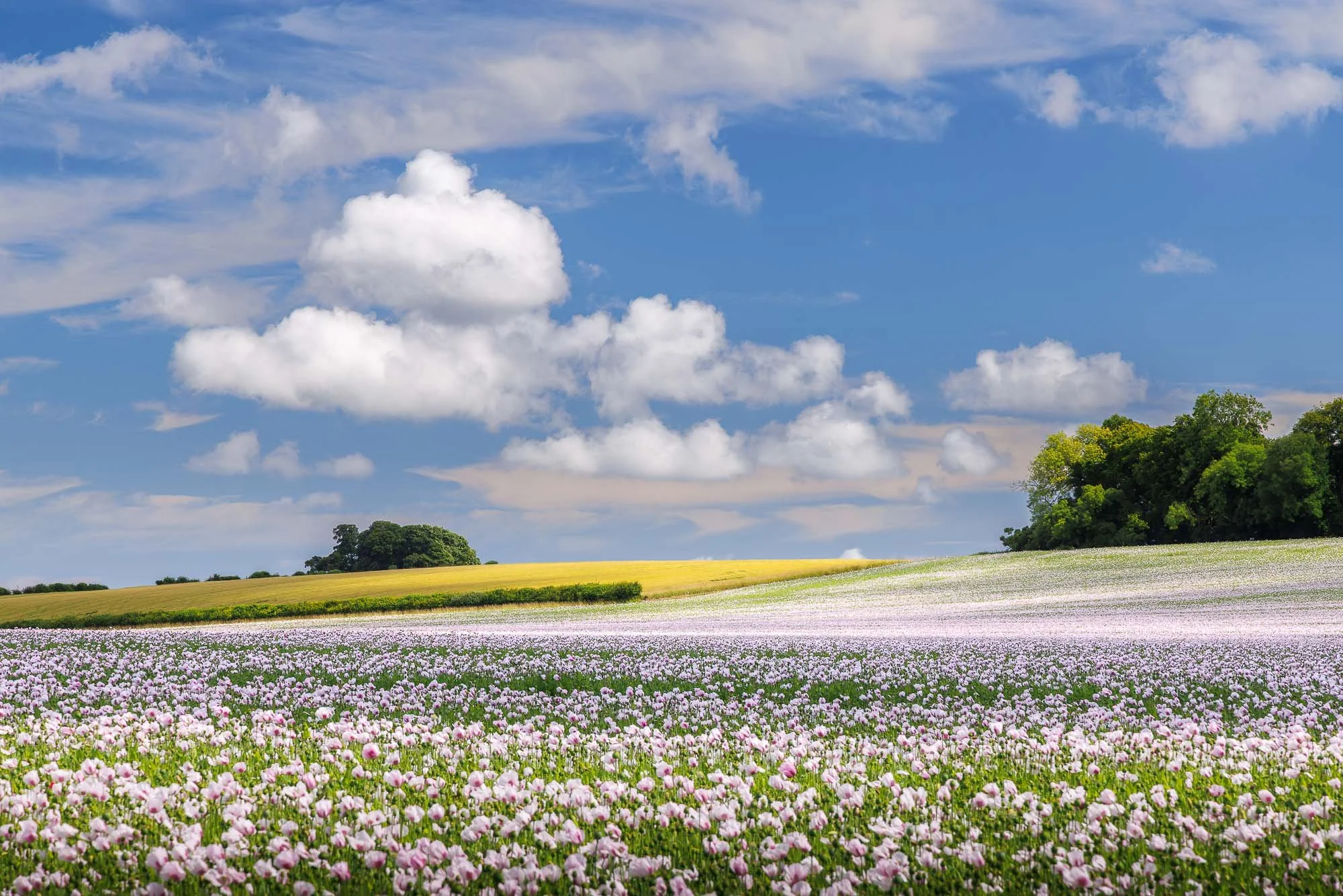 Jack Lodge Photography-Summer-_JL_3820-Enhanced-NR.jpg