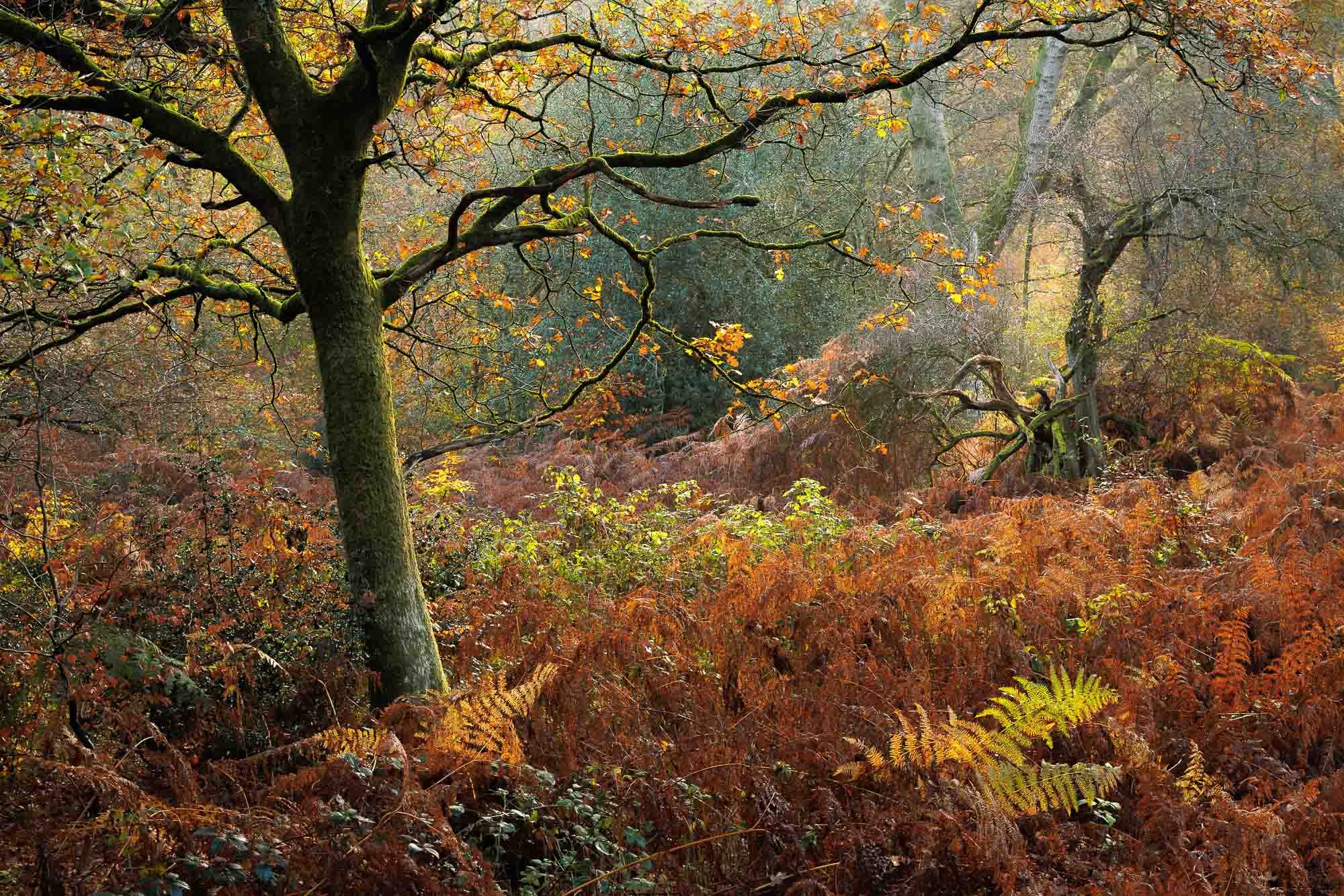 Jack Lodge Photography-Latest-_JL_4951-Edit.jpg