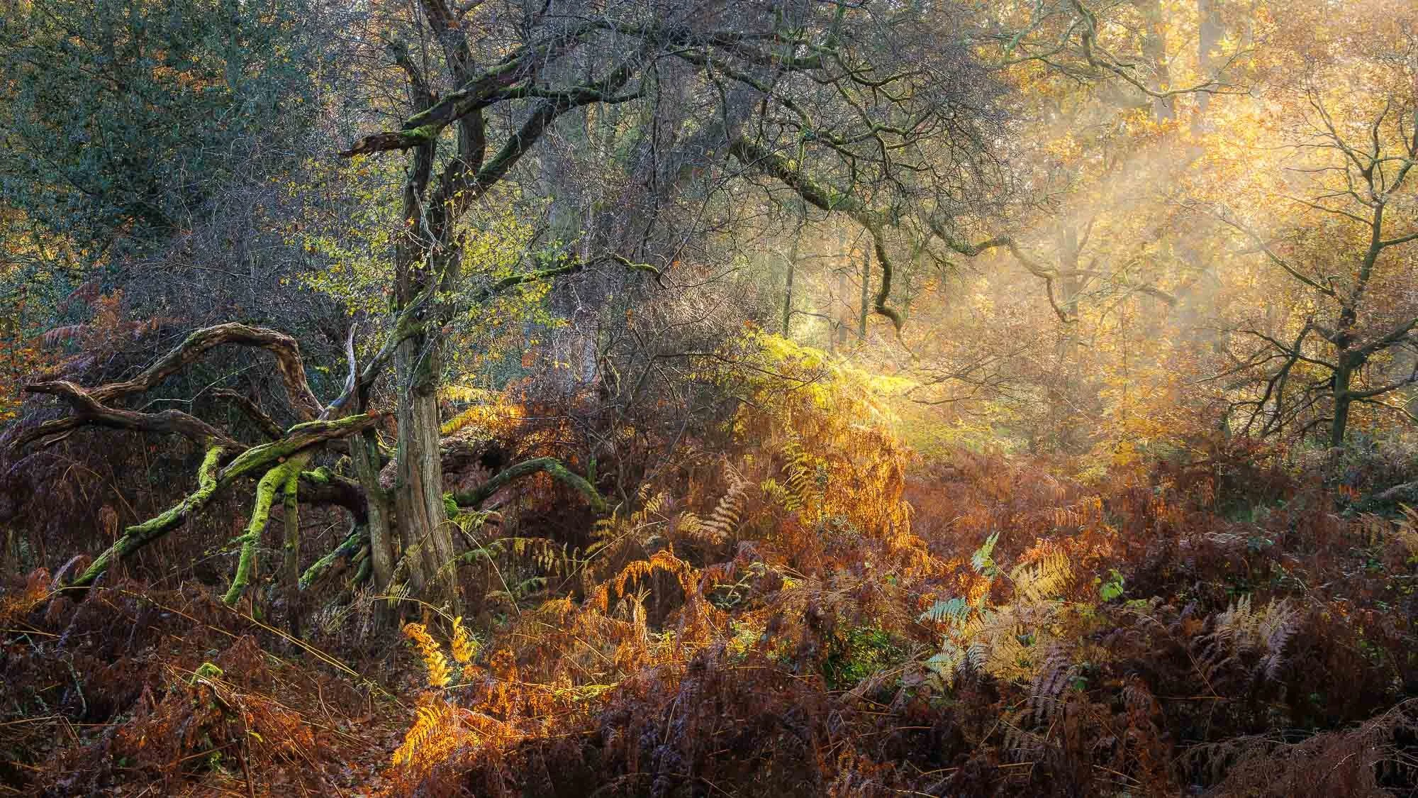 Jack Lodge Photography-Latest-_JL_5079-Edit-Edit.jpg