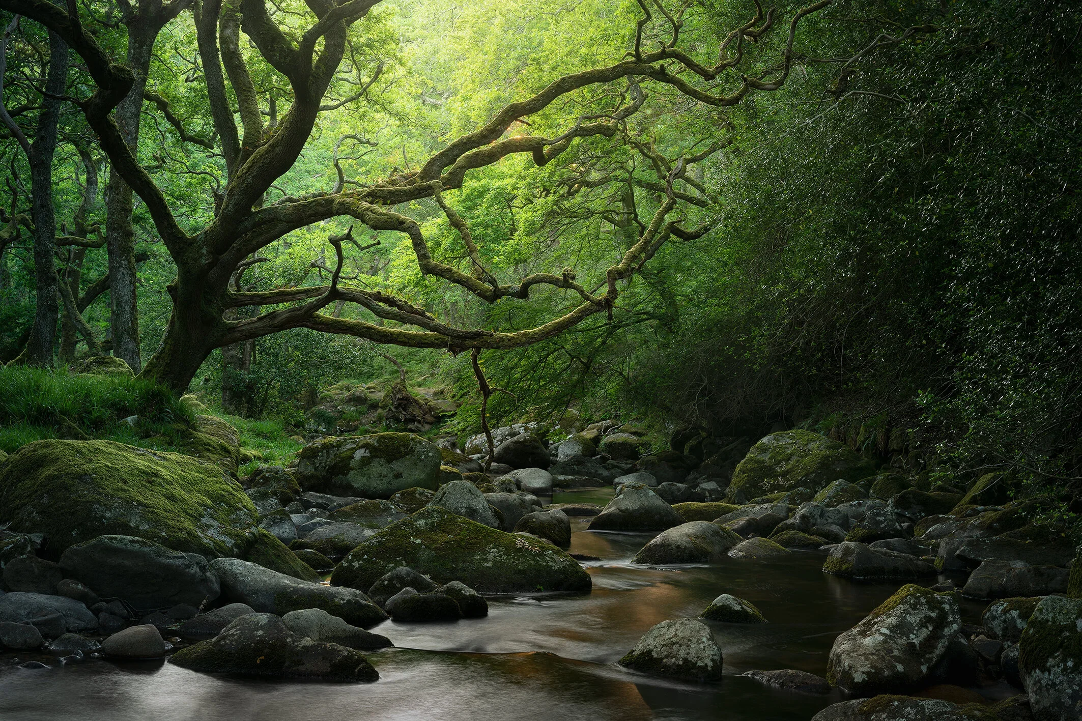 Dartmoor Seasons II - Spring Workshop with Neil Burnell (11th April 2026)