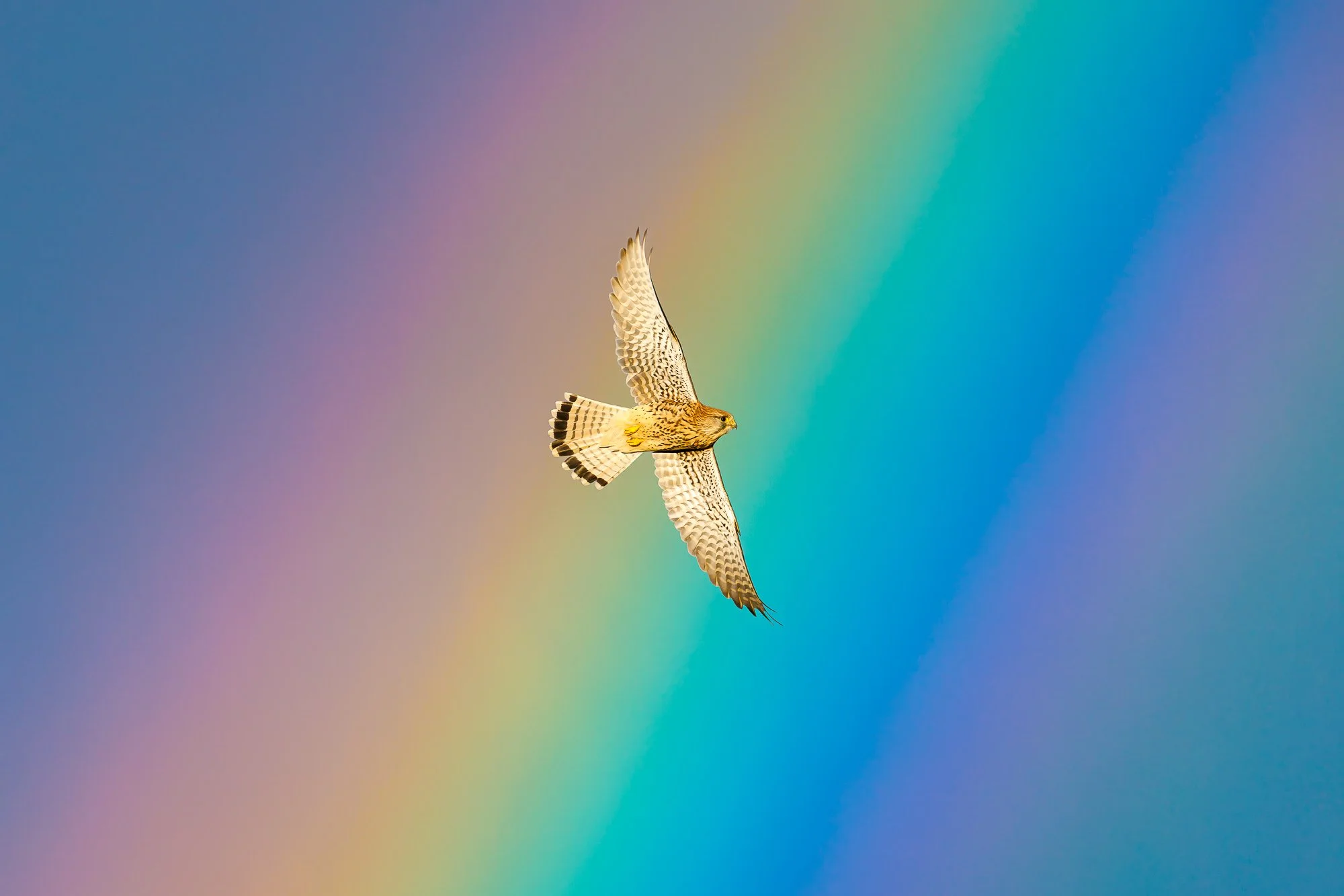 Jack Lodge Photography-Latest-_R5_2864-Edit-Edit.jpg