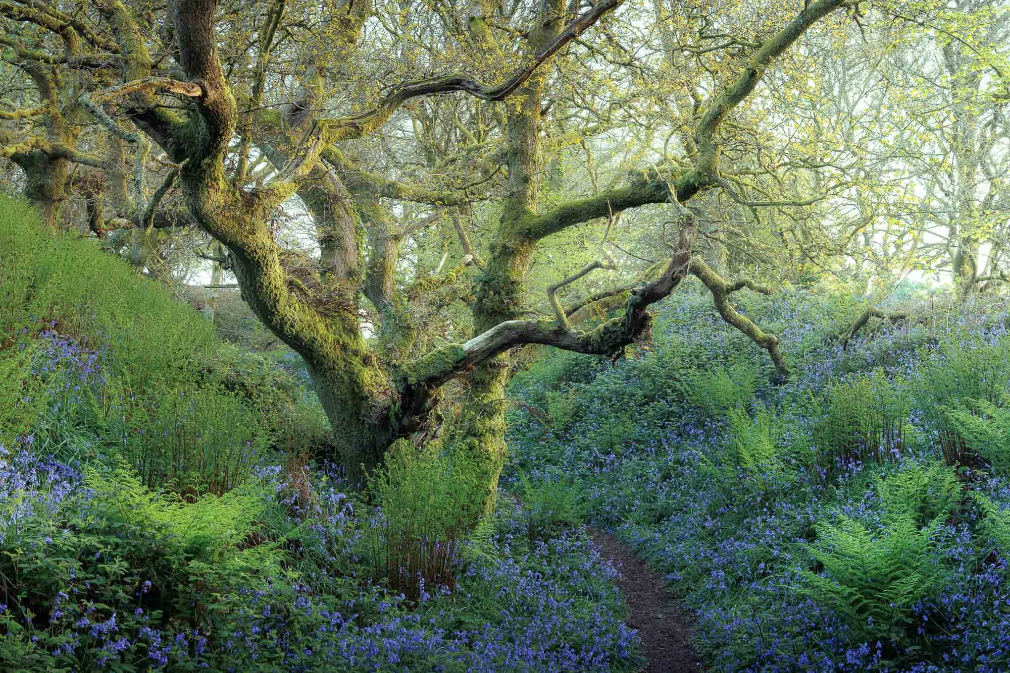 Jack Lodge Photography-Spring-_JL_6300-Enhanced-NR-Edit.jpg