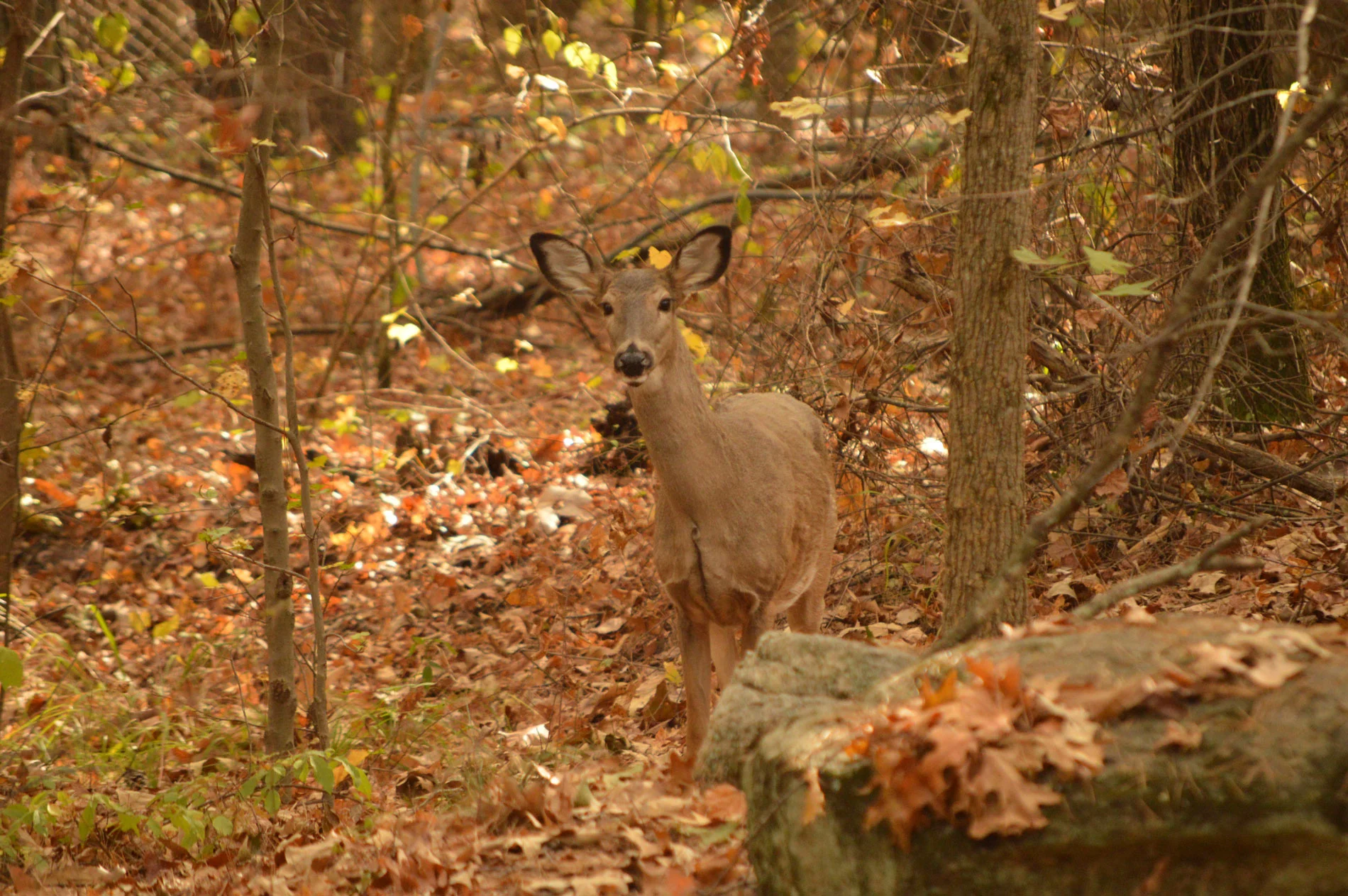 DSC_0218.jpg