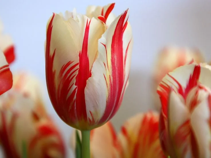 Park Avenue Tulip .jpg