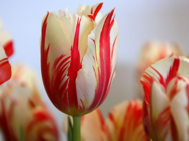 Park Avenue Tulip .jpg
