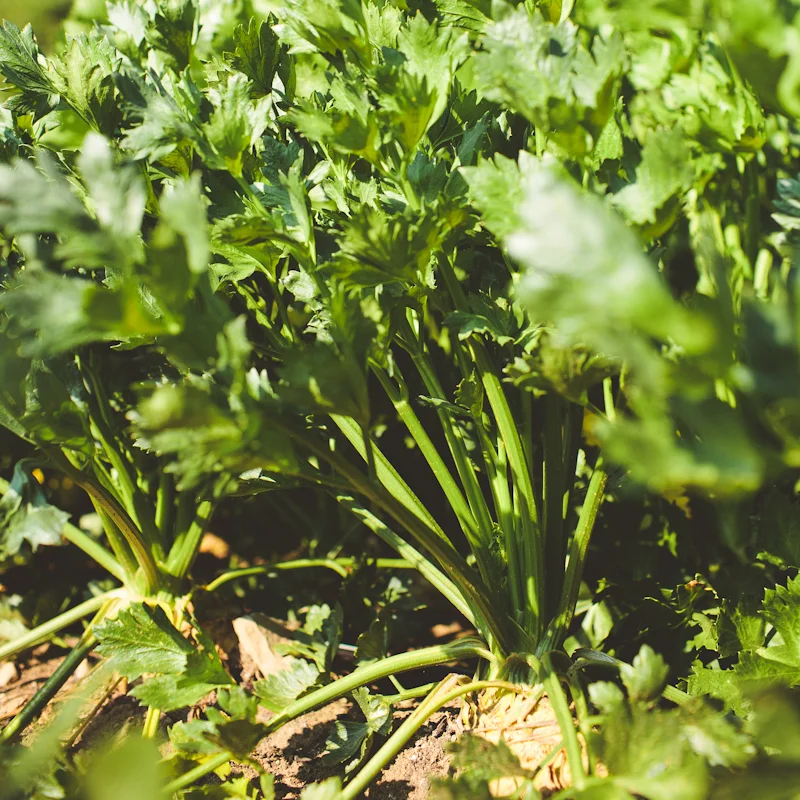 celery.jpg