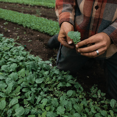 AFRICAN SPINACH