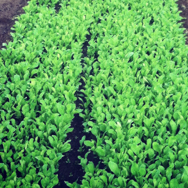 BABY ARUGULA