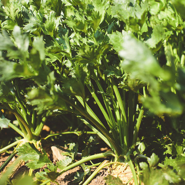 CELERIAC