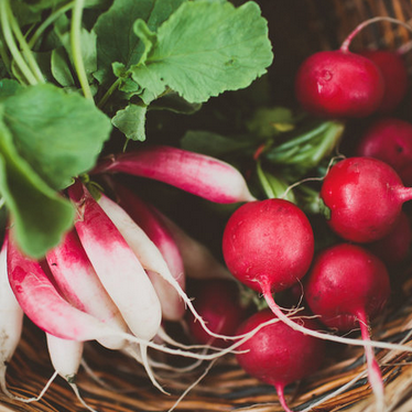 RADISHES