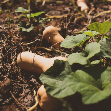 WINTER SQUASH