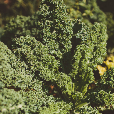 kale.png