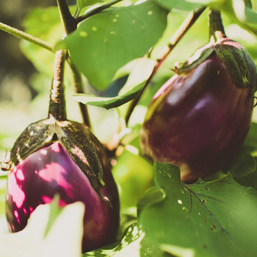 eggplant.png