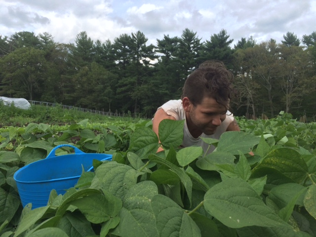 Chas picking your green beans!