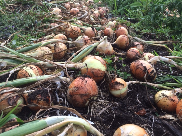 Onions curing the field