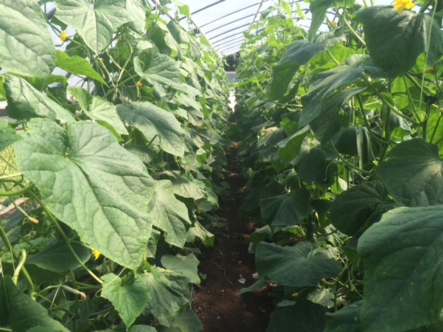 Hope you've been enjoying the cucumbers lately - the plants are currently over 9' tall!
